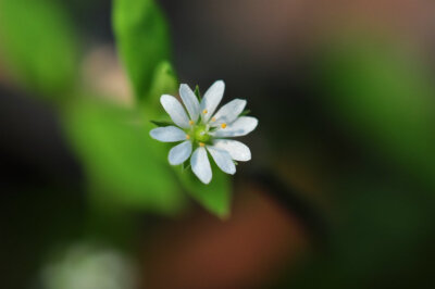 a small flower