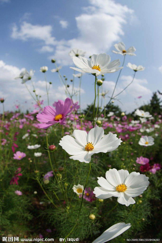 波斯菊