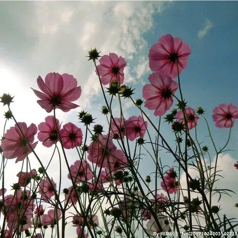 波斯菊