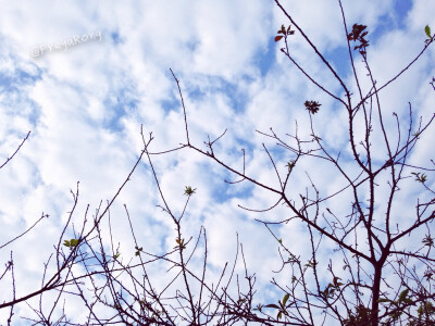 梅花枝与天空。[12/12/14 广外]