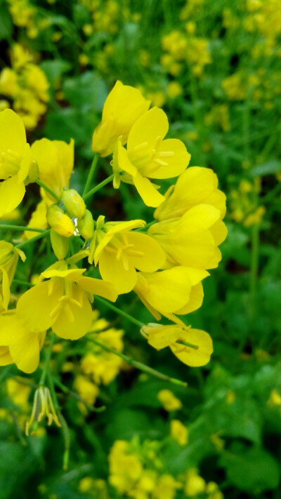 油菜花