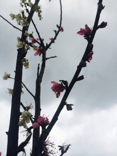 桃李芬芳