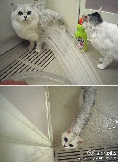 萌宠 喵星人 搞笑 猫咪 “麻麻，讨厌你，说过了我不想洗澡！！！”