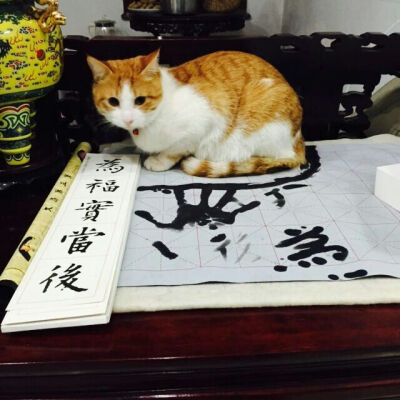 家里有只肥猫当镇纸