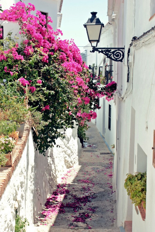 Bougainvillea in the alley, Frigiliana, Málaga, Spain (by Nacho Coca)。西班牙弗里希利亚纳，曾被选为西班牙最美的村庄。在西班牙的安达卢西亚，马拉加太阳海岸沿岸有许多白色小镇，这些白色的房子建筑在起伏的山间，有的建在悬崖峭壁之上，节次鳞比的白色的房屋就像串连在海岸线上的珍珠，装点着蓝色的地中海。弗里希利亚纳就是其中一个小镇。走进村里，狭窄的小路铺着碎石、涂着绿色或红色的门窗、以及若无其事放置着的花盆……一切是都协调得那么的美。每一个角落都可以构成一张美丽的明信片。