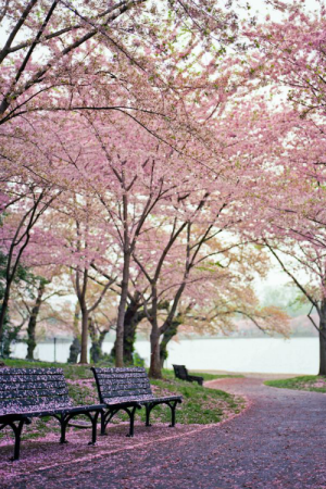 Tidal Basin, WashingtonDC, USA(By JP Benante)。美国华盛顿潮汐湖位于国家广场西南，湖边栽种着从日本引进的几千棵樱花树，这里的吉野樱花花朵大，且先开花后长叶，观赏樱花的的效果甚至比在日本还强。每年三月下旬，美国华盛顿一年一度的樱花节就开始了。从广场隔湖相望的是宁静典雅的杰斐逊纪念堂，湖中亦可泛舟。