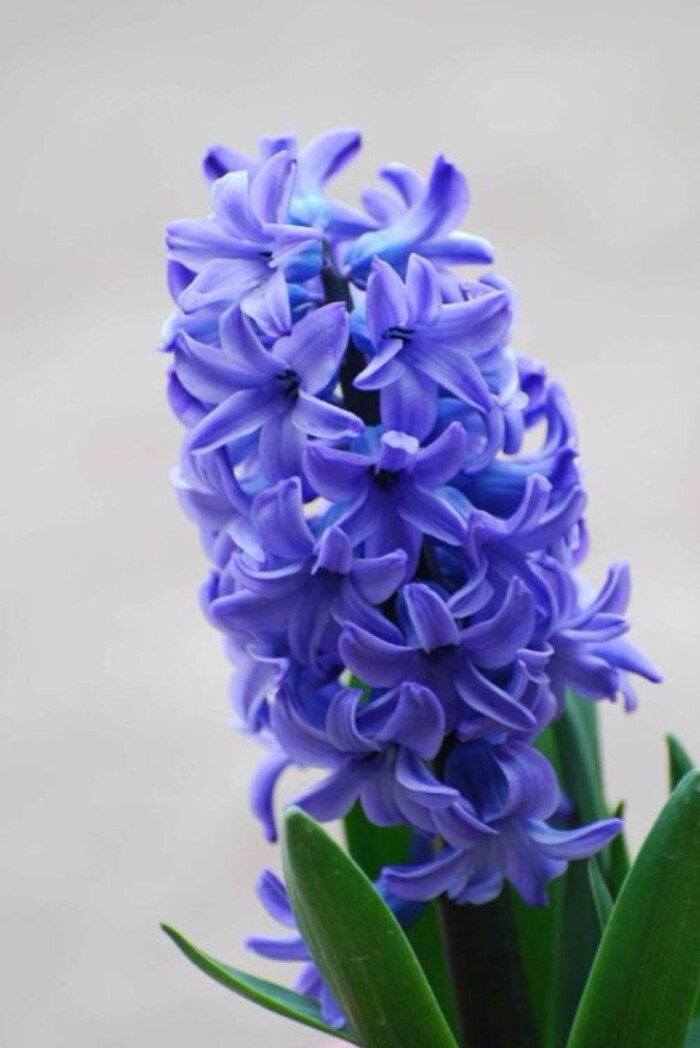 风信子 别名 洋水仙 五色水仙 常见栽培有红 黄 蓝 白 紫各色品种 具芳香味 花期3 4月 也可盆栽 水养或切花 堆糖 美图壁纸兴趣社区