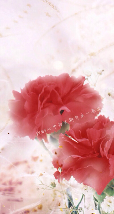 我的心中每天都开出一朵花