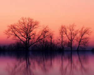 高清壁纸，风景，夕阳，傍晚，树林，宁静