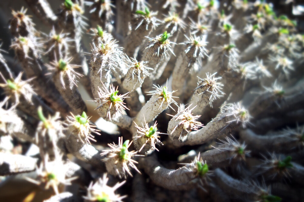 西班牙油炸鬼......要蘸冰淇淋！ Euphorbia guillauminiana（鬼栖阁），大戟科稀有植物，原产马达加斯加。