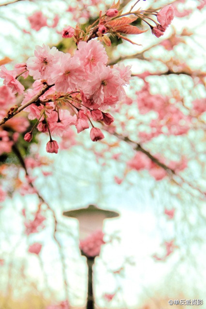 鲜花装饰