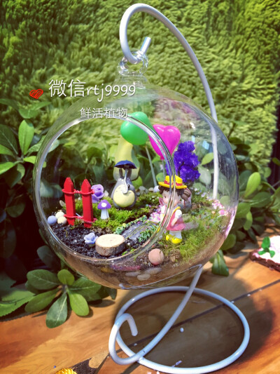 植物玻璃花房，会呼吸的有氧饰品。