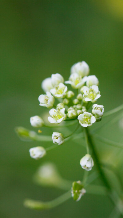 菜花