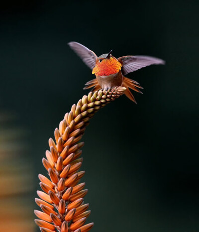 与人类无关的自然痕迹——自然风光 蜂鸟