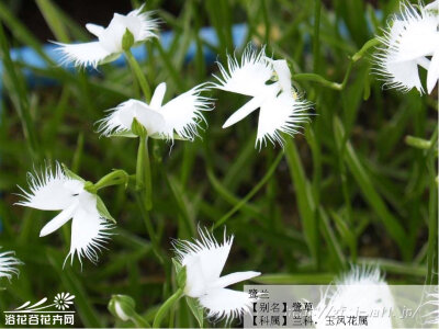 兰科玉凤花属的植物日本鹭草，又名鹭兰、狭叶白蝶兰，原产朝鲜，台湾和日本。花的形状就象白鹭展翅飞翔，简直以假乱真！