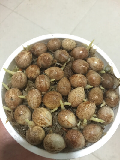 三角椰子！查看店铺:豆豆种子森林小铺 http://tb.cn/nYM9NHy