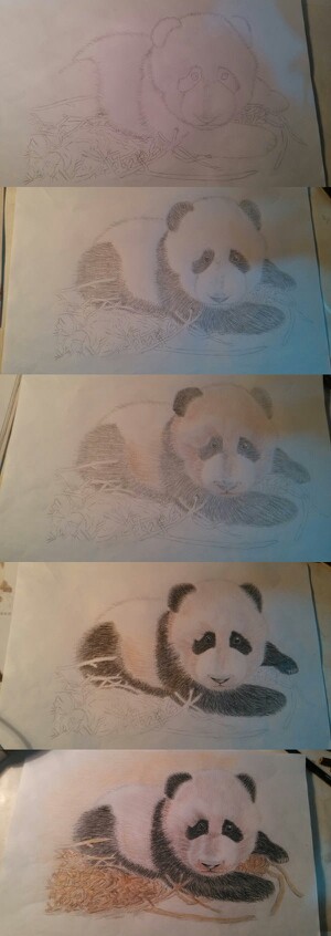 手绘 熊猫 彩铅 教程