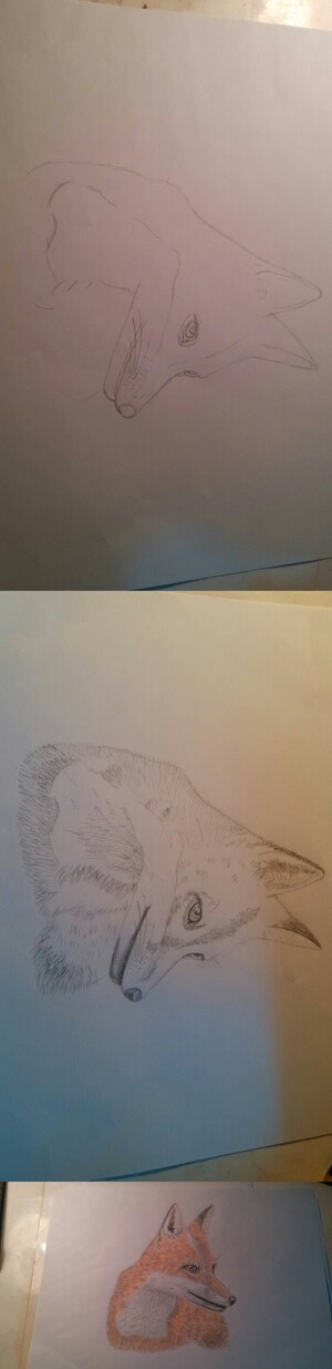 手绘 彩铅 教程 狐狸