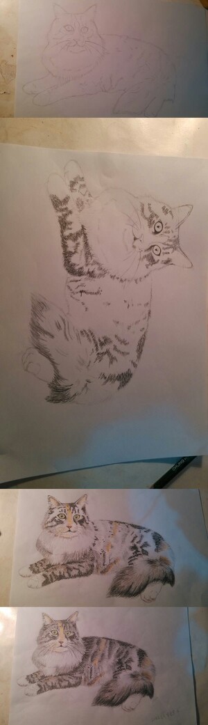手绘彩铅教程 猫