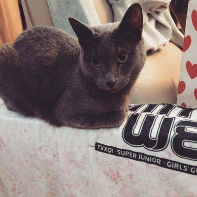 金希澈的猫 希范