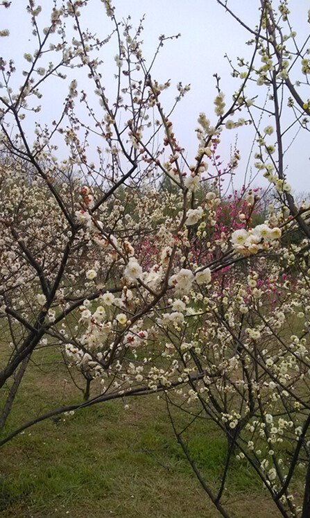 扬州蜀岗西峰公园 早春三月的梅花