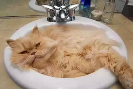 猫和洗手池的故事