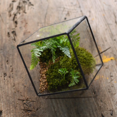 植觉［枝］ 苔藓微景观 ［清流］苔藓生态瓶 苔藓瓶 升级版