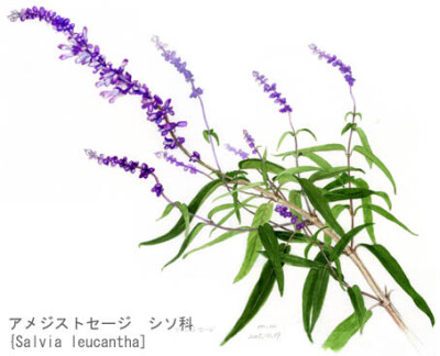 日本画家若松伦夫の植物画