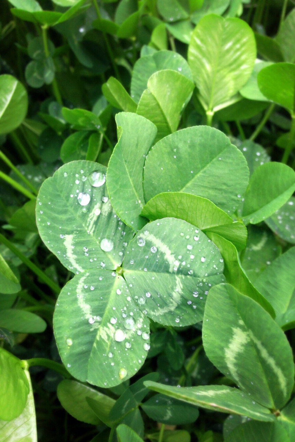 雨後