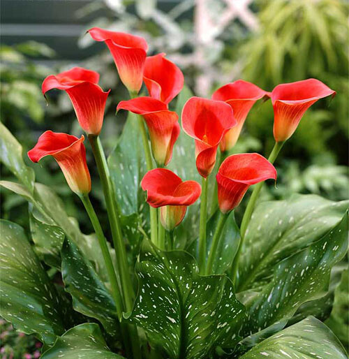 马蹄莲，别名观音莲、慈姑花 花语：幸福、纯洁，象征“圣法虔诚，永结同心，吉祥如意。