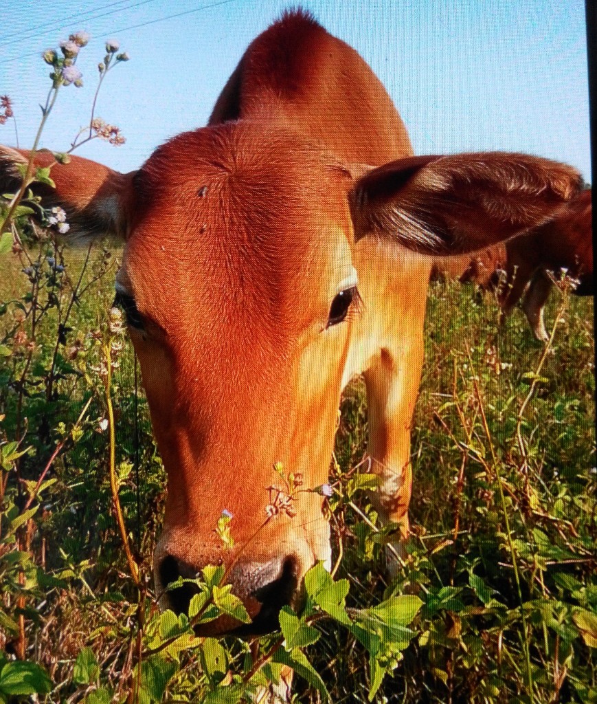 牛- 堆糖,美图壁纸兴趣社区