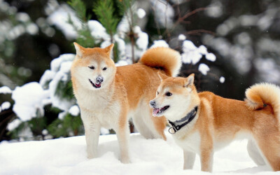 日本秋田犬