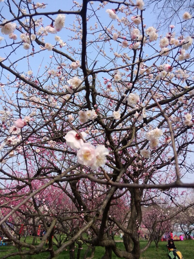 东湖梅花，蓝天沁人心脾。