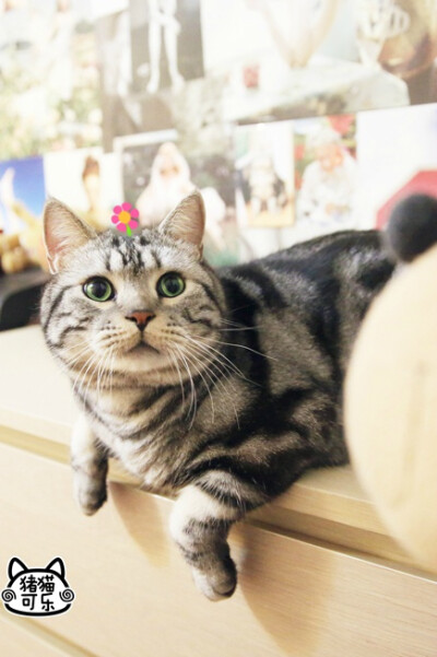 【大菇凉】【世界的软肋】猪可 @猪猫可乐 猫 萌物 萌宠 可爱 萌 呆软 动物