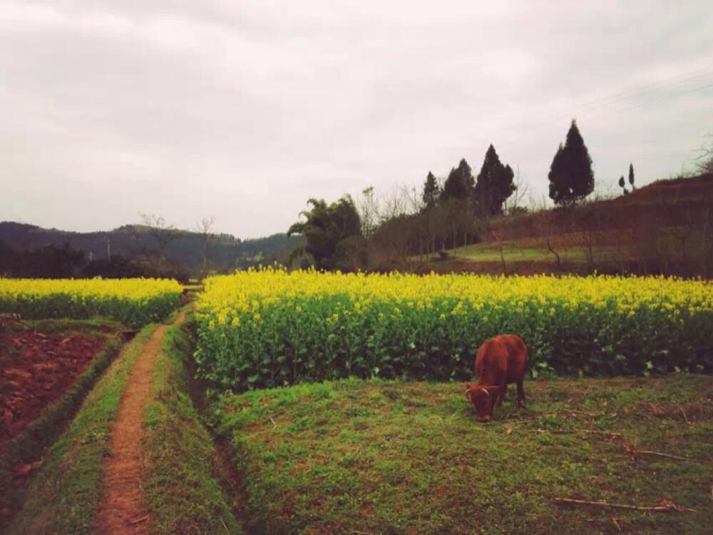 你站在桥上看风景，看风景的人在看你。