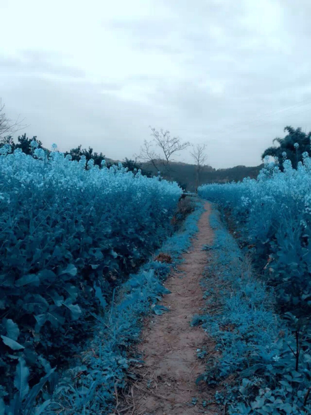 你站在桥上看风景，看风景的人在看你。