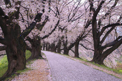 京都的圆山公园