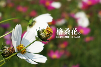 格桑花