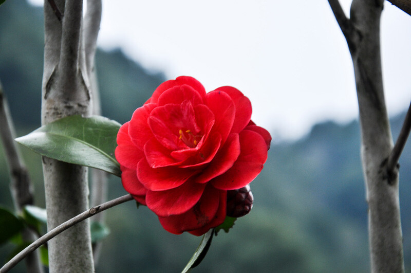 这江南的春啊，花开得无声无息，万物生长也酣畅淋漓。阴雨后，江南的清与冷是到骨子里了。