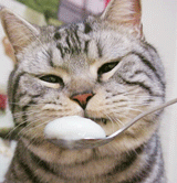 【大菇凉】【世界的软肋】猪可 @猪猫可乐 猫 萌物 萌宠 可爱 萌 呆软 动物