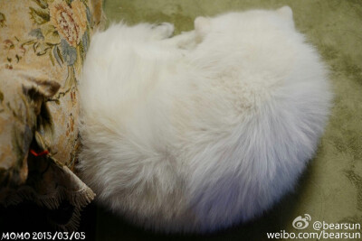 【大菇凉】【世界的软肋】毛汤圆 萨摩耶 momo 萌物 萌宠 雪景 可爱 萌 呆软 动物