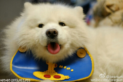 【大菇凉】【世界的软肋】萨摩耶 momo 萌物 萌宠 雪景 可爱 萌 呆软 动物