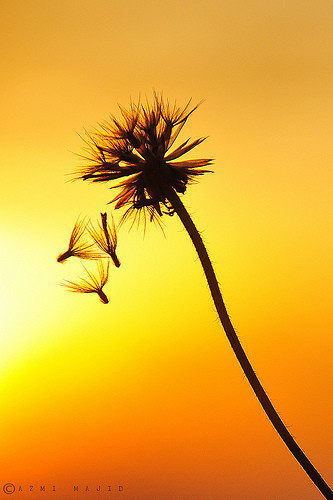 【Evanescent】#万物皆天籁#