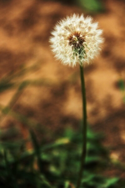 【Evanescent】#万物皆天籁#