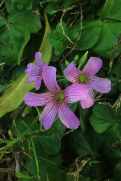 【 红花酢浆草 】