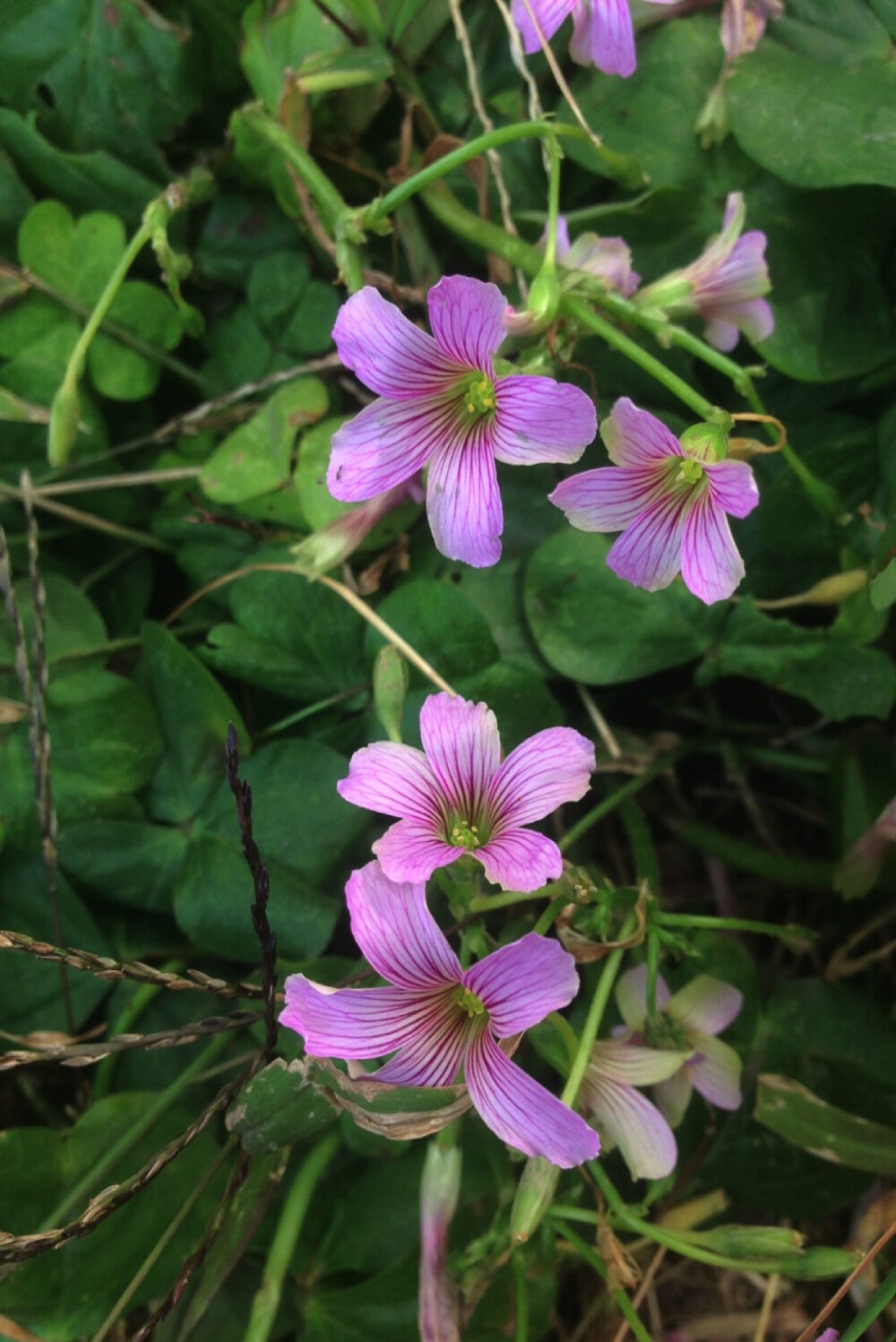 【 红花酢浆草 】