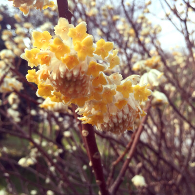 知道这是什么花麽