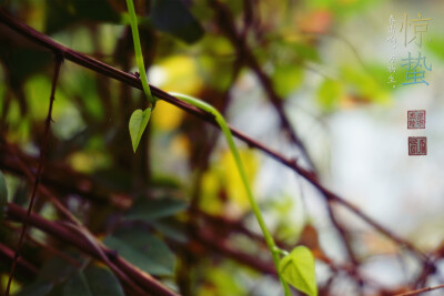 春雷响，万物生。——惊蛰