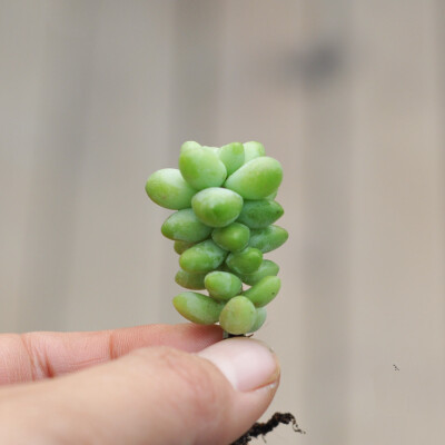 模范花园 韩国进口多肉植物多浆植物韩国进口玉缀 高3cm左右