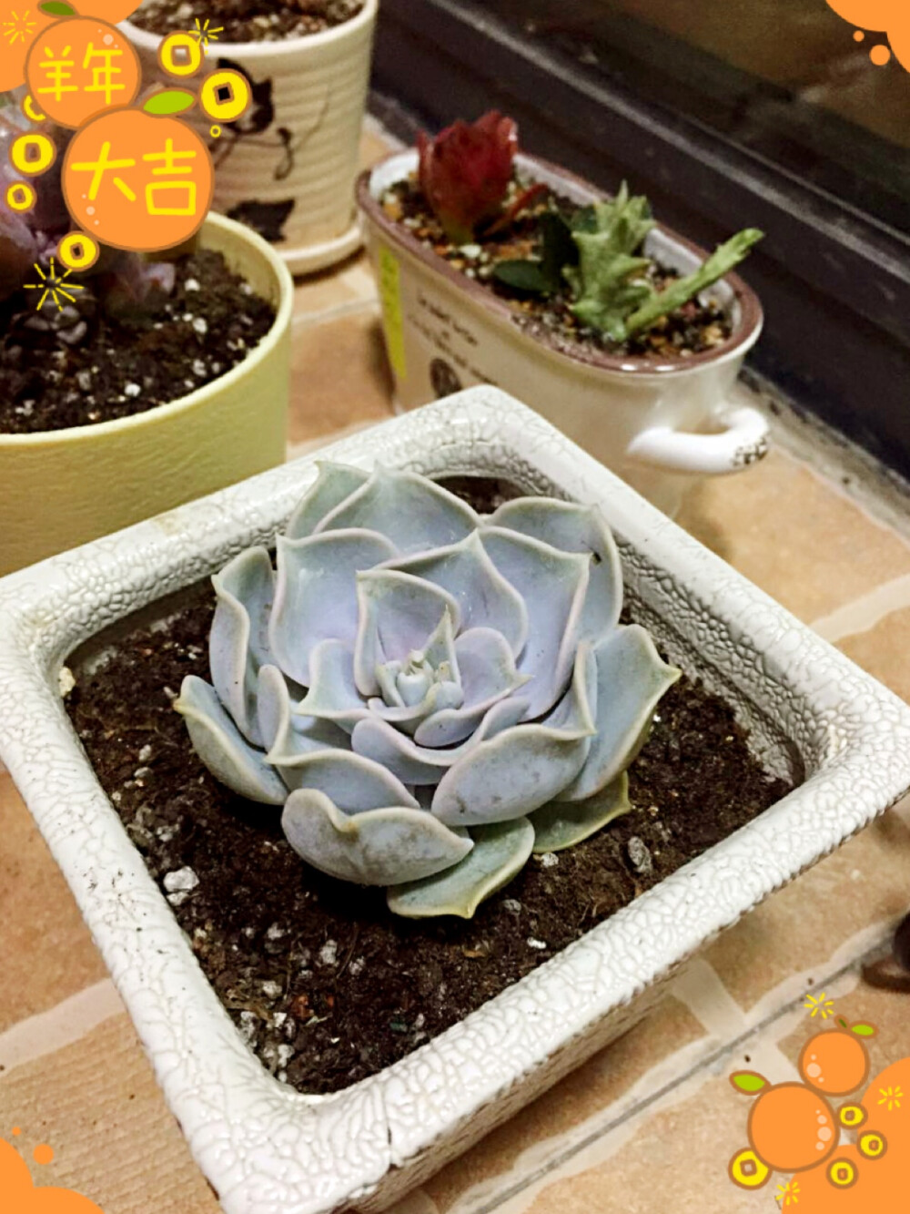 【丽娜莲】Echeveria lilacina 景天科拟石莲花属【丽娜莲】Echeveria lilacina 白色的叶片边缘呈现美丽的粉色，并呈现明显的波折状，妖娆的姿态像是拟石莲花属中的女王，非常引人注目。养护起来很容易，天气凉爽的秋冬季节，叶片的粉色会更加明显。春秋天的生长季节，土干透后浇透水 。夏季避免阳光直射，需要适当遮阴，并且减少浇水。冬季在室内养护，少水多日照。